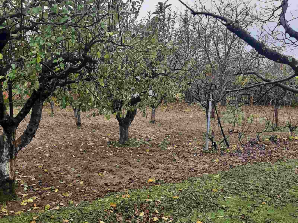 Kragujevac Kuća cetvorosoban i veci Teferic